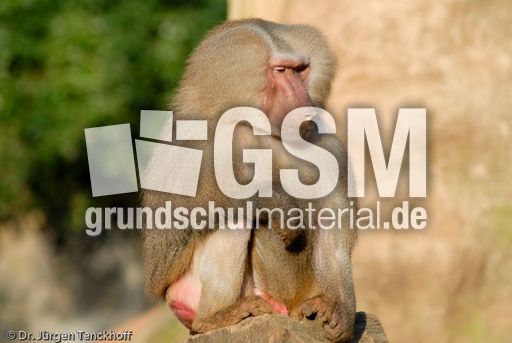 Mantelpavian (6 von 16).jpg